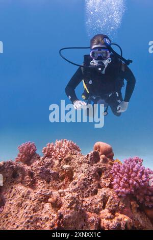 Junger kaukasischer Mann, der im blauen Meer mit rosa Korallen taucht Stockfoto