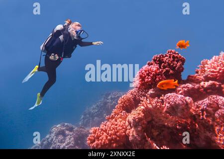 Taucherinnen schwimmen im blauen Meer in der Nähe von Korallenriff Stockfoto