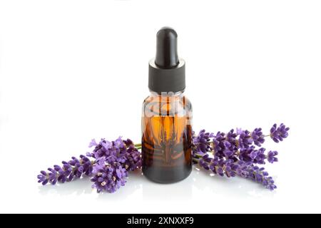 Lavendel ätherisches Öl in Glasflasche mit Pipette auf weißem Hintergrund Stockfoto