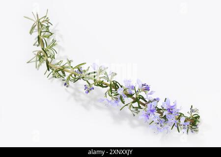 Frische Rosmarinperücke mit blühenden Blumen isoliert auf weißem Hintergrund. Rosmarinus officinalis prostratus Stockfoto