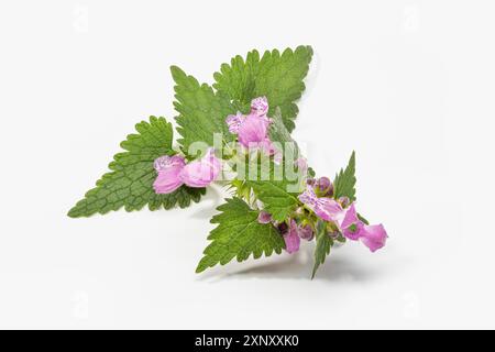 Nesselzweig mit Blättern und Blumen isoliert auf weißem Grund. Urtica dioica Stockfoto