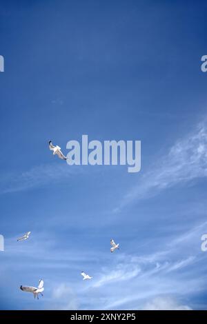 Möwen fliegen hoch im wunderschönen hellblauen Sommerhimmel in dieser Urlaubsszene am Meer, während sie um Essen kämpfen. Ähnliche Bilder in dieser Serie sind verfügbar Stockfoto