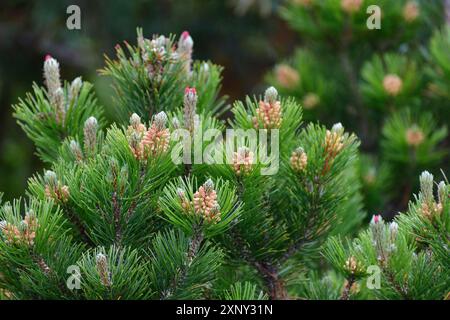 Bergkiefer mit Zapfen im Frühling Stockfoto