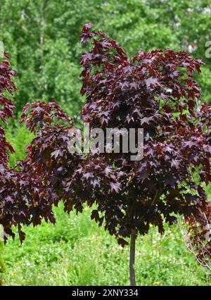 Acer platanoides ist Norwegen Maple Royal Red Stockfoto