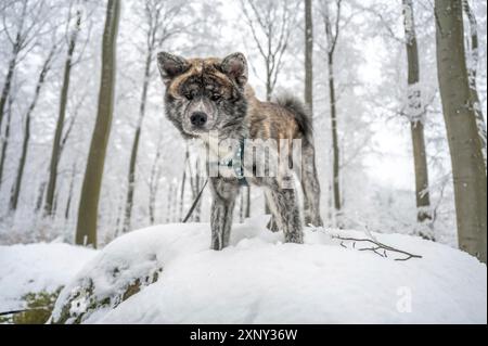 Süßer Akita Inu Hund mit grauem Fell, der im Winter mit viel Schnee auf einem Felsen im Wald steht Stockfoto