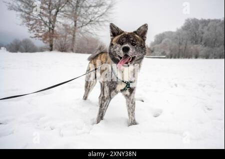 Akita Inu Hund mit grauem Fell sticht aus der Zunge heraus, während er in die Kamera schaut und im Winter auf einer Wiese mit viel Schnee steht Stockfoto