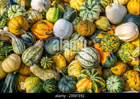 Kürbis Zierrippen Hintergrund, viele verschiedene Farben kleine Kürbisse liegen im oktober übereinander Stockfoto