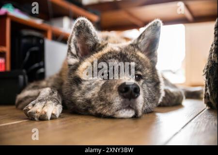 Nahaufnahme Akita inu mit grauem Fell, das sich bei Tageslicht auf dem Boden entspannt und wegblickt Stockfoto