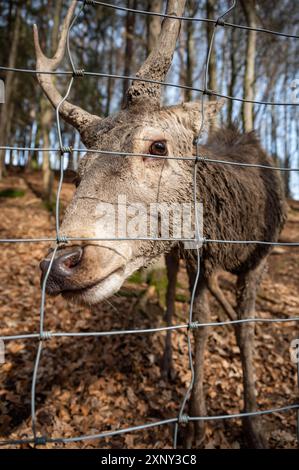 Hirsch hinter dem Zaun in einem öffentlichen Wildpark Zoo, der auf Kamera, Tierschutz, vertikale Aufnahme schaut Stockfoto