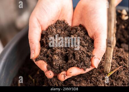 Nahaufnahme Frau hält natürlichen Bio-Pflanzenboden in ihren beiden Händen, Topf mit Erde im Hintergrund, Gartenarbeit Stockfoto