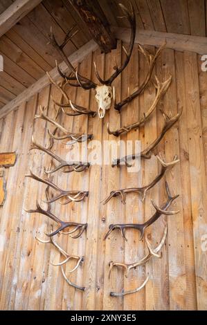 Hirschgeweih und Hirschschädel hängen als Dekoration an einer hölzernen Wand, vertikaler Schuss Stockfoto