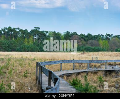 Wandern in der Moorlandschaft des Diersfordt Waldes im Frühjahr Stockfoto