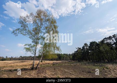 Wandern in der Moorlandschaft des Diersfordt Waldes im Frühjahr Stockfoto