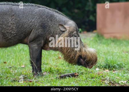 Das Borneo Bartschwein im Bako National Park, Malaysia Stockfoto