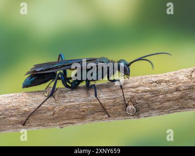 Seitenansicht einer schönen blauen Schlammwespe (Chalybion californicum), die auf einem Ast ruht Stockfoto