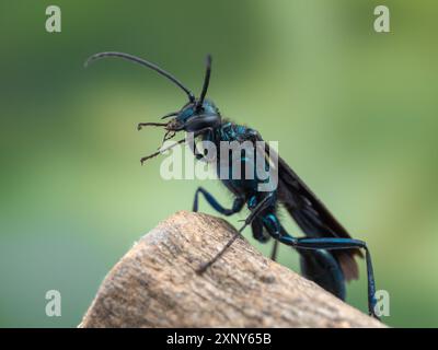 Nahaufnahme einer schönen blauen Schlammwespe (Chalybion californicum), die auf einem Ast ruht und ihr Gesicht pflegt Stockfoto