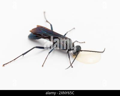 Dorsale Ansicht einer ziemlich gewöhnlichen blauen Schlammwespe (Chalybion californicum), die aus einem Tropfen Honig trinkt. Isoliert auf weiß Stockfoto