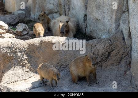 Zur Familiengruppe der Capybaras Stockfoto