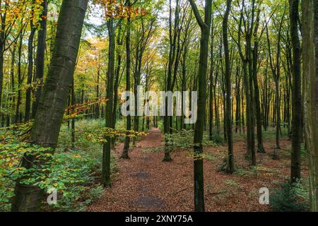 Ein Spaziergang durch den Duisburger Stadtwald im Herbst Stockfoto