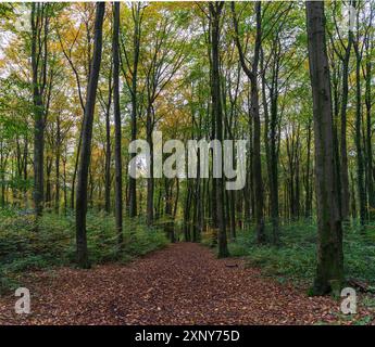 Ein Spaziergang durch den Duisburger Stadtwald im Herbst Stockfoto