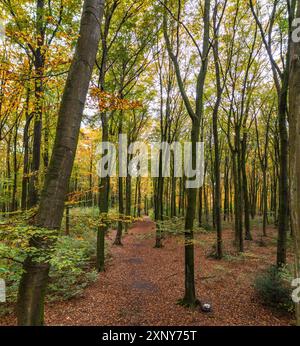 Ein Spaziergang durch den Duisburger Stadtwald im Herbst Stockfoto