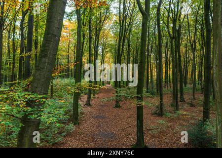 Ein Spaziergang durch den Duisburger Stadtwald im Herbst Stockfoto