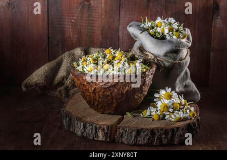 Schüssel mit gerupften Gänseblümchen und einem Haufen Gänseblümchen Stockfoto