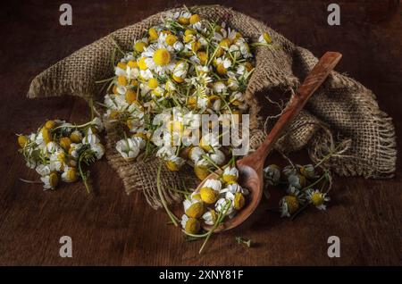 Schüssel mit gerupften Gänseblümchen und einem Haufen Gänseblümchen Stockfoto