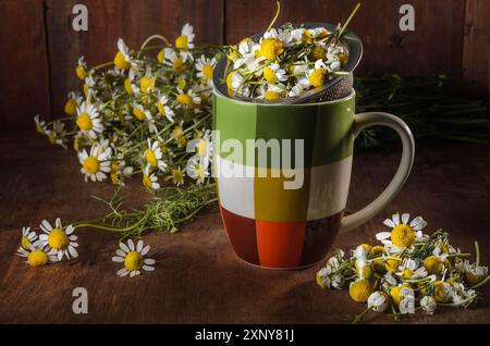 Schüssel mit gerupften Gänseblümchen und einem Haufen Gänseblümchen Stockfoto