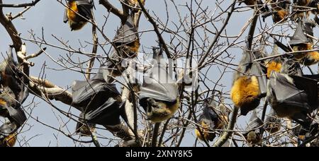 Australische Flugfüchse Stockfoto