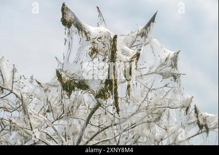 Massenauftauchen von Hermelinmottenraupen (Yponomeutidae) und ihren Nistbahnen, die in den Ästen eines Busches hängen, Kopierraum, ausgewählter Fokus Stockfoto