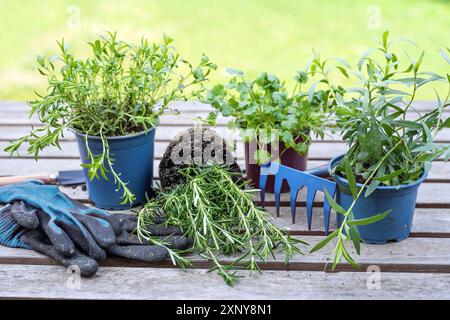 Topfkräuter für das Anpflanzen im Garten, blauer Rechen und Gartenhandschuhe auf einem grauen Holztisch, Kopierraum, ausgewählter Fokus, schmal Stockfoto
