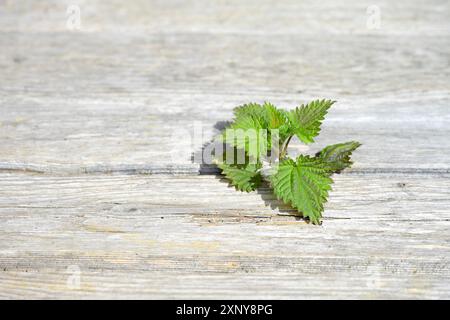 Brennnessel wächst durch wettergebleichte Holzdielen, Konzept für Widerstandsfähigkeit und die Kraft der Natur, Kopierraum, ausgewählter Fokus, schmal Stockfoto