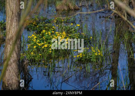 Gelb blühende SumpfRingelblumen (Caltha palustris) im Frühjahr, helle Blüten im dunkelblauen Wasser zwischen Bäumen in einem Feuchtwald, Umwelt Stockfoto