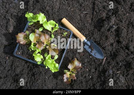 Salatkeimlinge und eine kleine Schaufel auf dem dunklen fruchtbaren Kompostboden, bereit zum Anpflanzen im Gemüsegarten für die Küche, Kopierraum, hoch Stockfoto