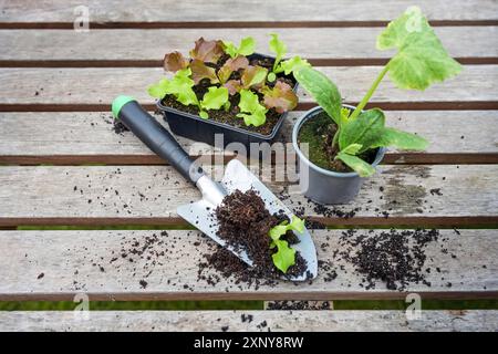 Junge Salatpflanzen, ein Zucchini-Keimling im Topf und eine Pflanzschaufel auf einem hölzernen Außentisch, bereit zum Anpflanzen im Küchengarten oder auf dem Stockfoto