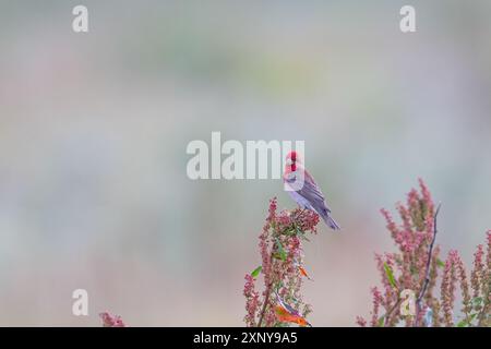 Roter Vogel, der auf einem Ast steht. Rosefink (Carpodacus erythrinus) Stockfoto