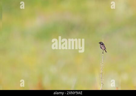 Europäischer Stonechat (Saxicola rubicola) am trockenen Zweig. Gelber Hintergrund. Stockfoto