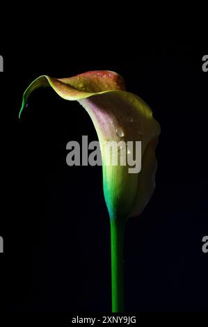 Calla Lilie (Zantedeschia) im Dunkeln, skulpturaler Blumenkopf in grün, gelb und rot, trichterförmig, mit einigen Wassertropfen gegen ein Schwarz Stockfoto