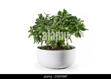 Geldbaum (Crassula ovata) saftige Pflanze mit dicken Blättern als dekorative Zimmerpflanze in einem breiten Keramiktopf, isoliert mit kleinen Schatten Stockfoto