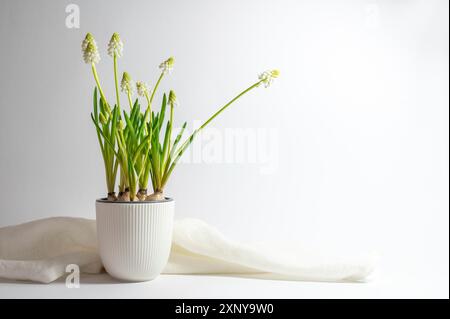 Gegossene weiße Traubenhyazinthen (Muscari) in einem keramischen Blumentopf und einer Serviette vor hellgrauem Hintergrund, Grußkarte für die Feiertage im Frühjahr, Kopie Stockfoto