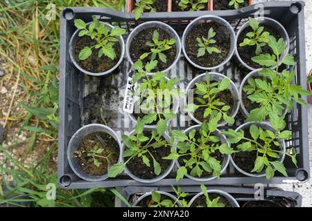 Hausgemachte Tomatensämlinge in kleinen Pflanztöpfen in einem Kunststofftablett, für den Anbau im Gemüsegarten vorbereitet, Hochwinkelansicht von oben, ausgewählt Stockfoto