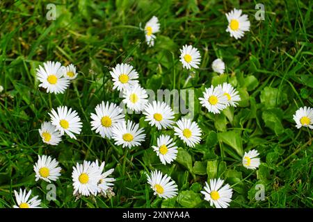 Gänseblümchen auf der grünen Wiese, deutschland Stockfoto
