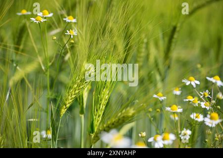 Gerstenohren mit langen Markisen und halbreifem Getreide wachsen zusammen mit Kamillenblüten auf einem Feld, Konzept für Biodiversität und Landwirtschaft, Kopierraum Stockfoto