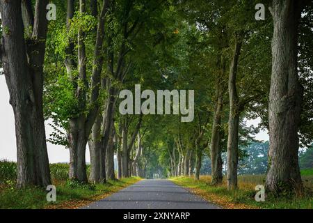 Enge Allee mit Reihen alter Linden auf beiden Seiten, traditionelle Pflanzen zum Schutz vor Wind und Sonne auf einer historischen Landstraße im Norden Stockfoto