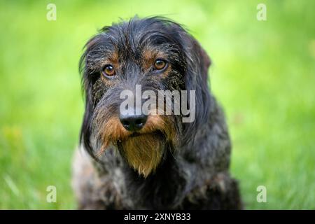 Rauhaarige Dackel (Canis Lupus familiaris) Welpe, männlich, 3 Jahre, Tierporträt, Wiese, Stuttgart, Baden-Württemberg, Deutschland Stockfoto