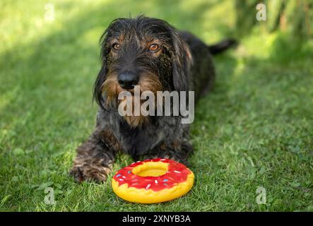 Rauhaarige Dackel (Canis Lupus familiaris) Welpe, männlich, 3 Jahre, auf einer Wiese liegend, Spielzeug, Donut, Stuttgart, Baden-Württemberg, Deutschland Stockfoto