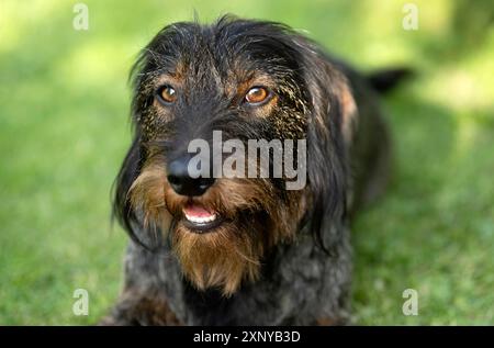 Rauhaarige Dackel (Canis Lupus familiaris) Welpe, männlich, 3 Jahre, Tierporträt, Wiese, Stuttgart, Baden-Württemberg, Deutschland Stockfoto