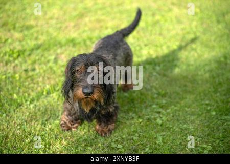 Rauhaarige Dackel (Canis Lupus familiaris) Welpe, männlich, 3 Jahre, stehend auf einer Wiese, Stuttgart, Baden-Württemberg, Deutschland Stockfoto