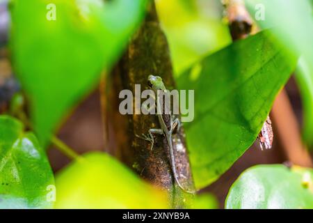 Fransenechse oder Anoli, Tortuguero Nationalpark, Costa Rica Stockfoto